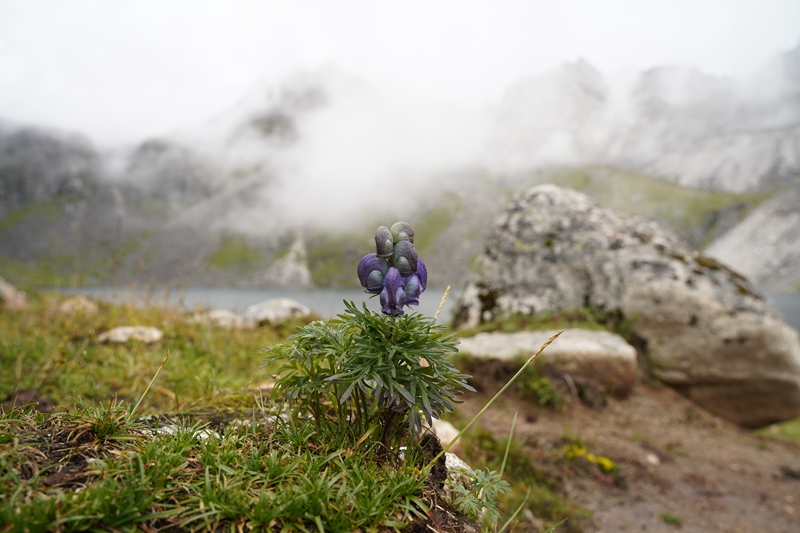 松潘旅游真能免费？我亲自试了试，结果发现…-第2张图片-阿坝旅游网